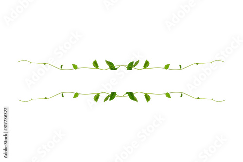 Floral Desaign. Twisted jungle vines liana plant with heart shaped green leaves isolated on white background, clipping path included.