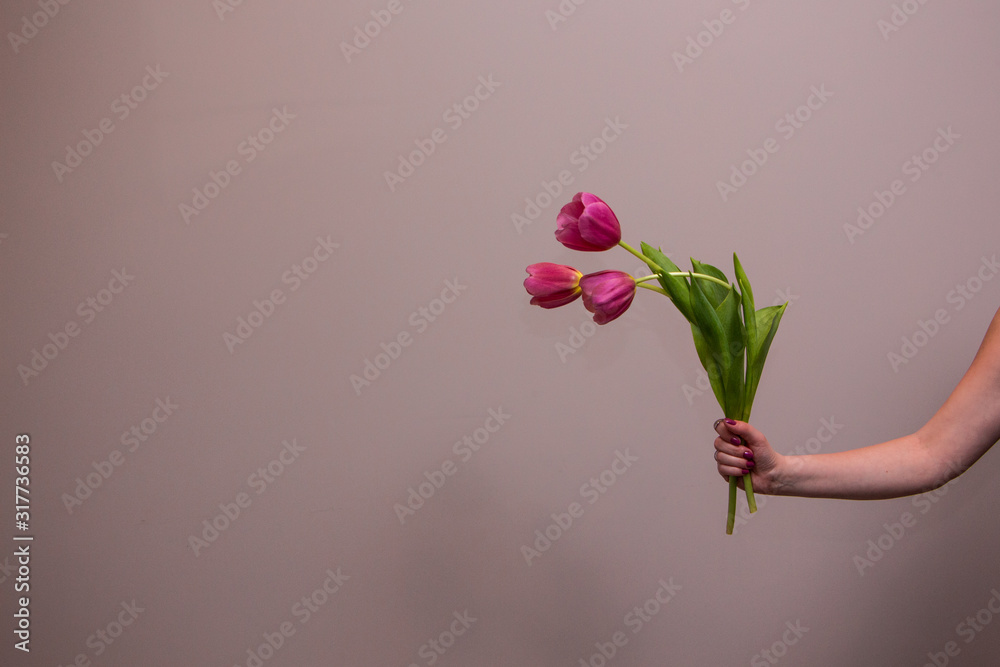 Fototapeta premium Woman's hand holding a pink tulip flower