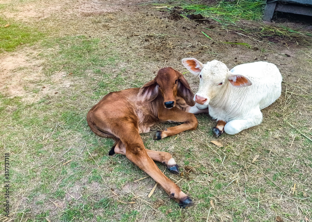 Young white and Brown calf lying on the grass near Cow stall. Newborn baby cows. Young white and Brown calf lying on the grass near Cow stall. Newborn baby cows.