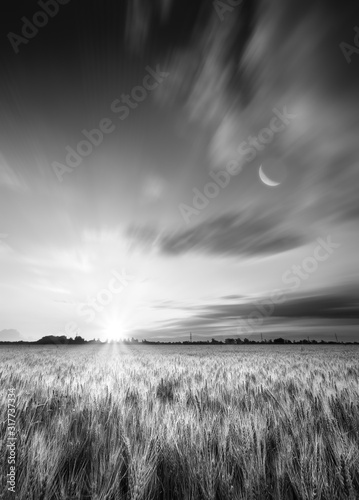 Field and moon. Black and white