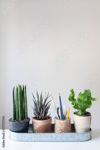 Common spear plant, zebra plant and fern ,green houseplant pot with pencil holder on white table top background
