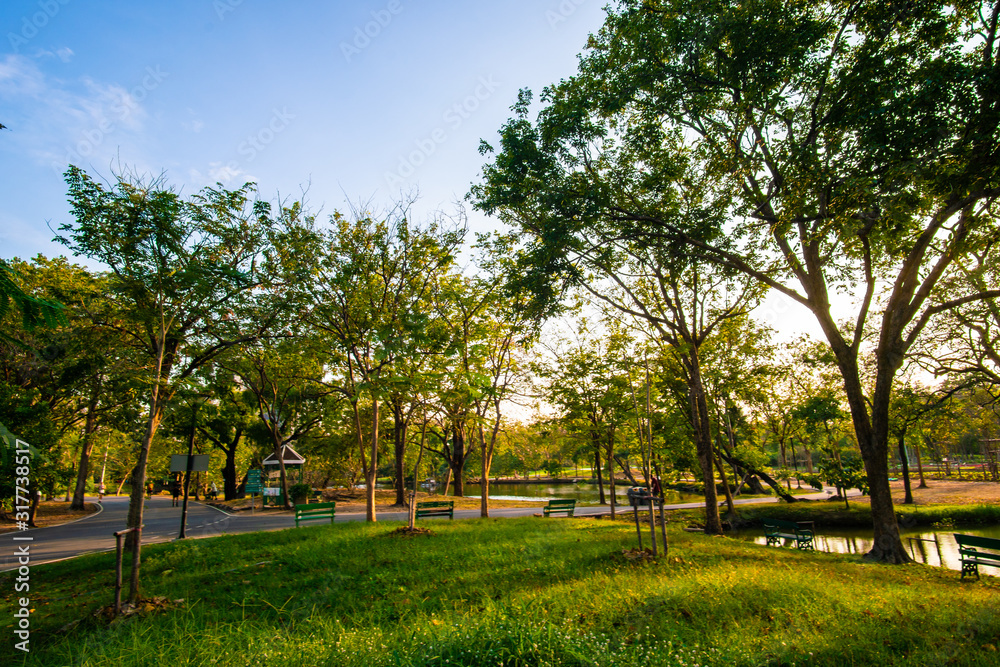 City park sunset light green grass with tree colourful sky cloud City park sunset light green grass with tree colourful sky cloud