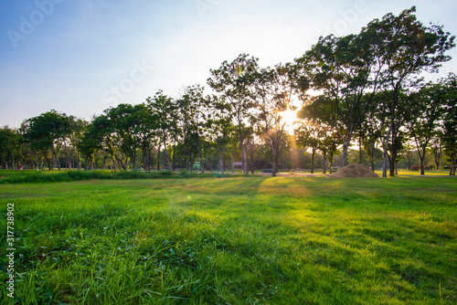 City park sunset light green grass with tree colourful sky cloud