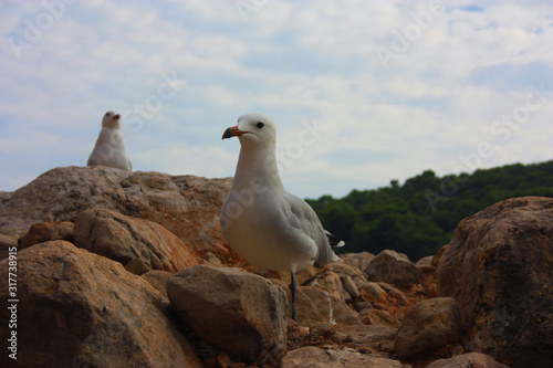 two specimens of white-legged white seagulls perched on a cliff rock observing the horizon waiting for food under a leaden sky in front of the ibiza sea