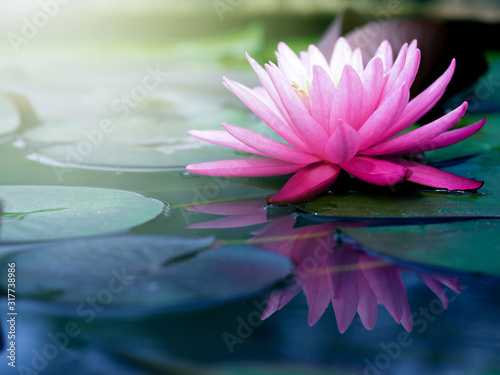 Beautiful pink  lotus flower  lily water in a pond