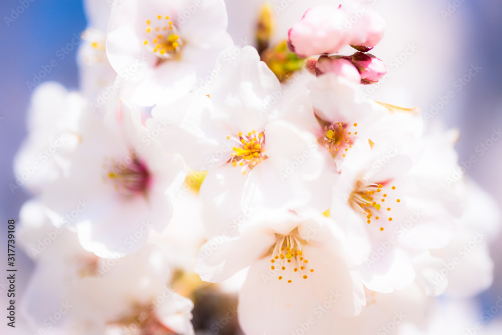 桜　さくら