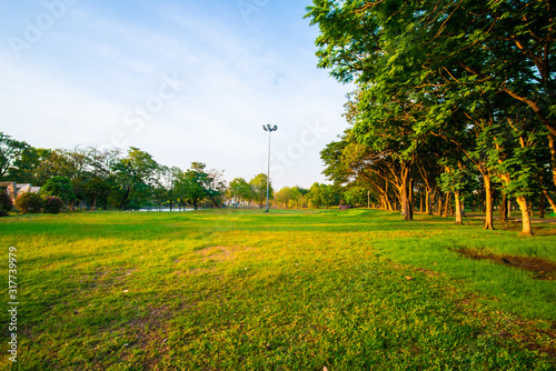 Green tree in city park with meadow grass sundet sky photo