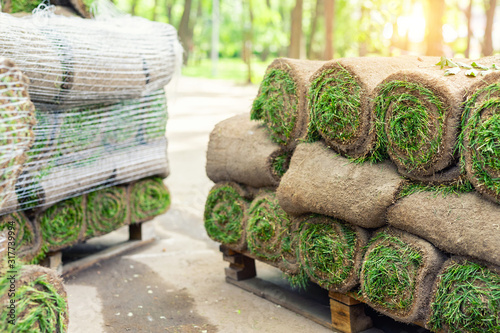 Stacks of green fresh rolled lawn grass on wooden pallet at dirt prepared for installation at city park or backyard on bright sunny day. Green tree forest on background. Gardening landcaping service photo