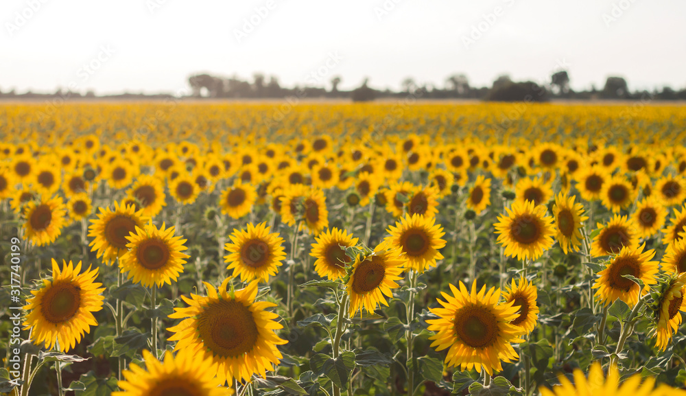 Fototapeta premium Sunflowers field landscape in bloom
