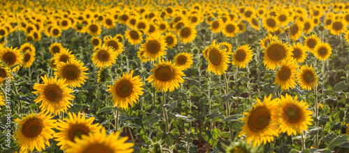 Sunflowers field view in Castilla La Mancha, Spain