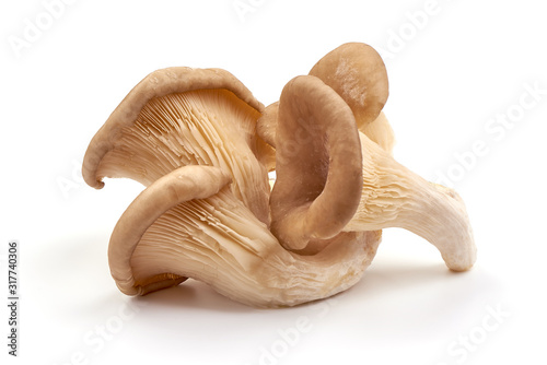 Oyster mushrooms, fresh mushroom, isolated on white background