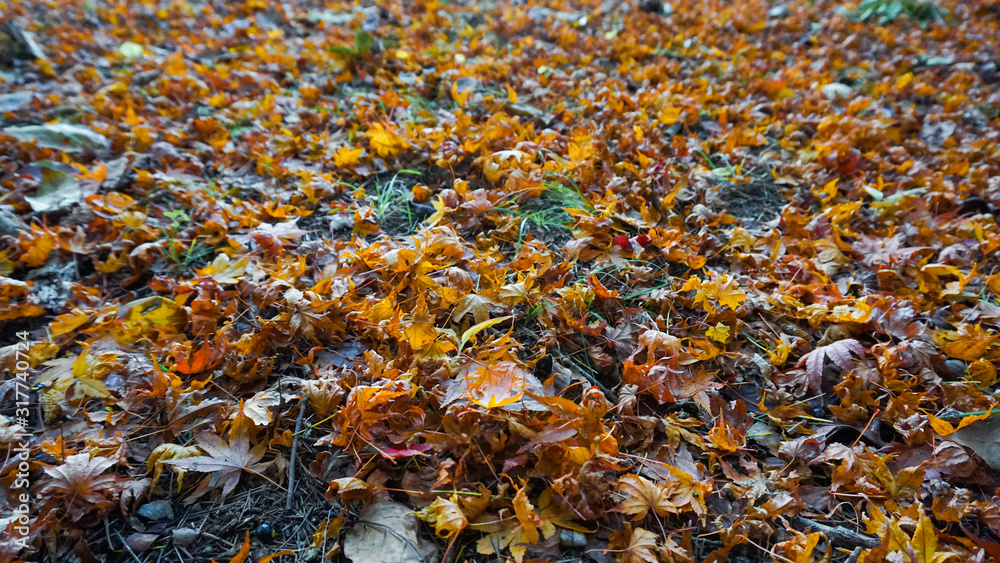 紅葉の森林で撮影した落ち葉