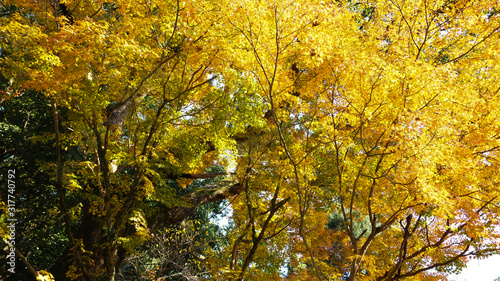 黄色の葉が美しい木