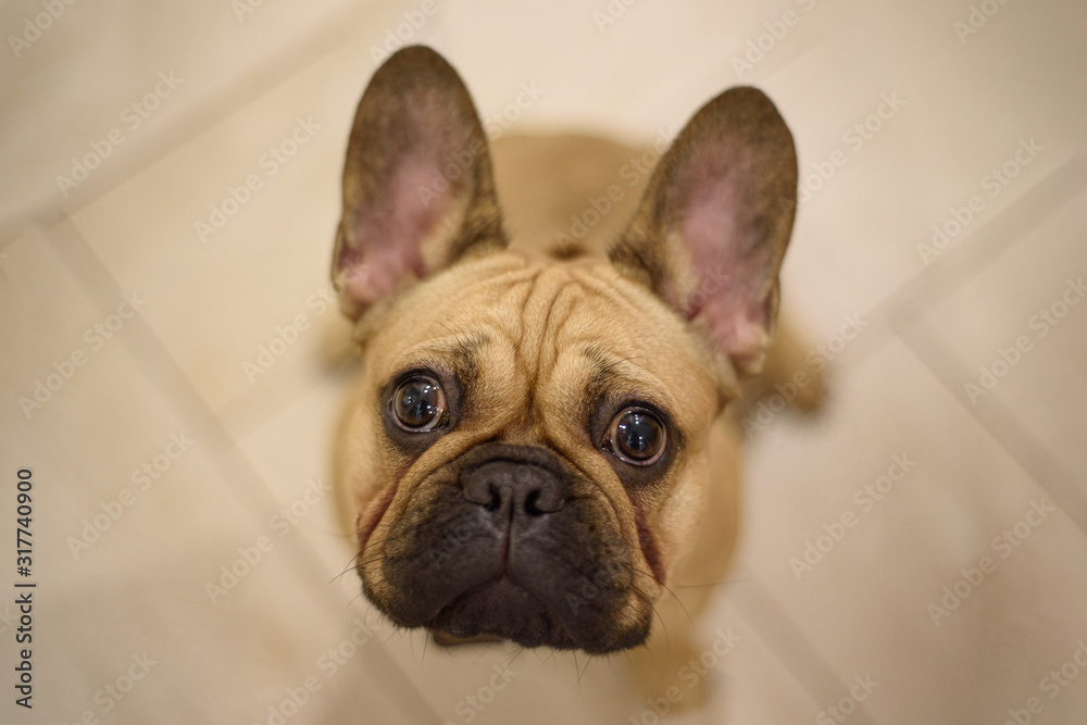 Puppy of french bulldog sit on the floor. Top view