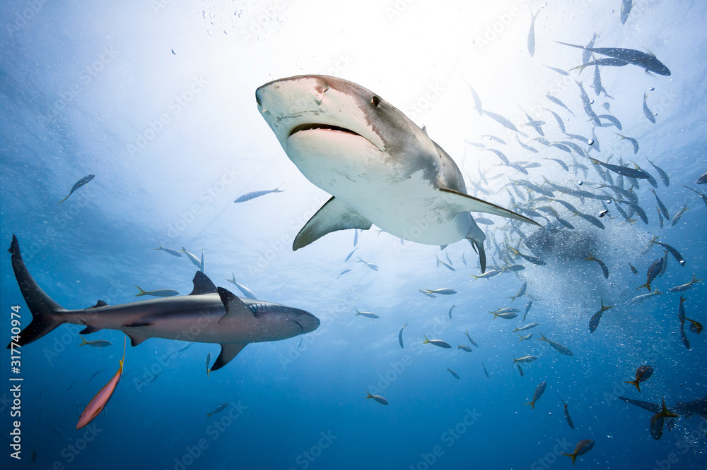 Obraz premium Tiger shark and caribbean reef shark.
