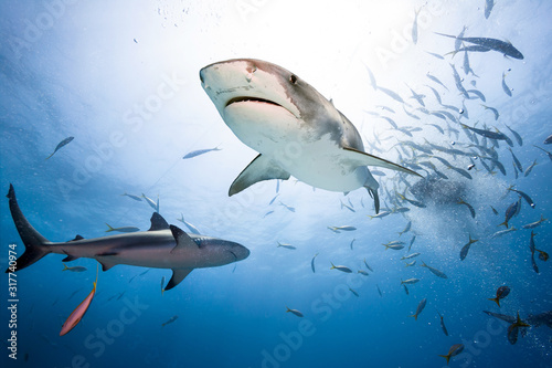 Tiger shark and caribbean reef shark.
