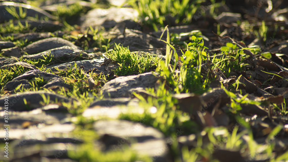 Césped al borde de un camino de piedra