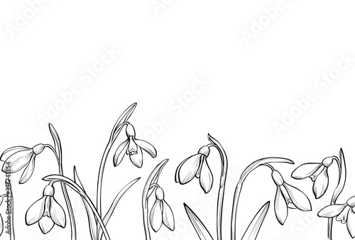 Vector seamless border with hand drawn snowdrops on white background.