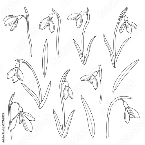 Vector snowdrops set. Hand drawn snowdrops flowers in line style on white background.