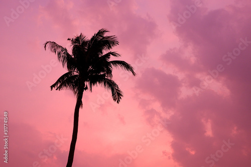 The pink sky and silhouette of coconut tree