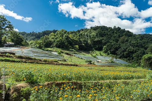Terraced fields in a valley in the middle of the jungle with flowers sown