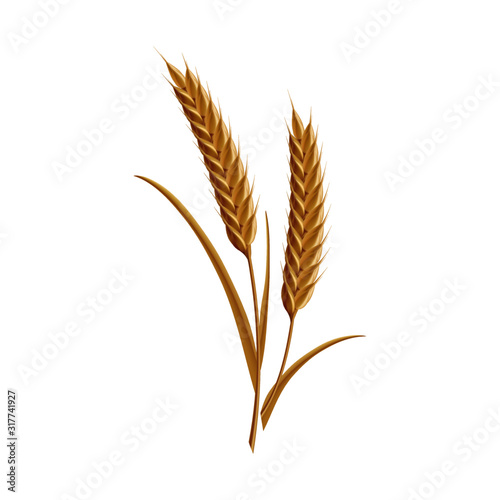 Vector wheat ears spikelets with grains. Realistic oat bunch, yellow sereals for backery, flour production design. Whole stalks, organic vegetarian food packaging element. Isolated illustration