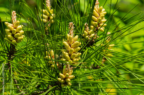 Beautiful young yellow female pine cones on branch Pitsunda Pinus brutia pityusa on blurred background of evergreens. Selective focus. Clear sunny day in decorative garden. Nature concept for design. photo
