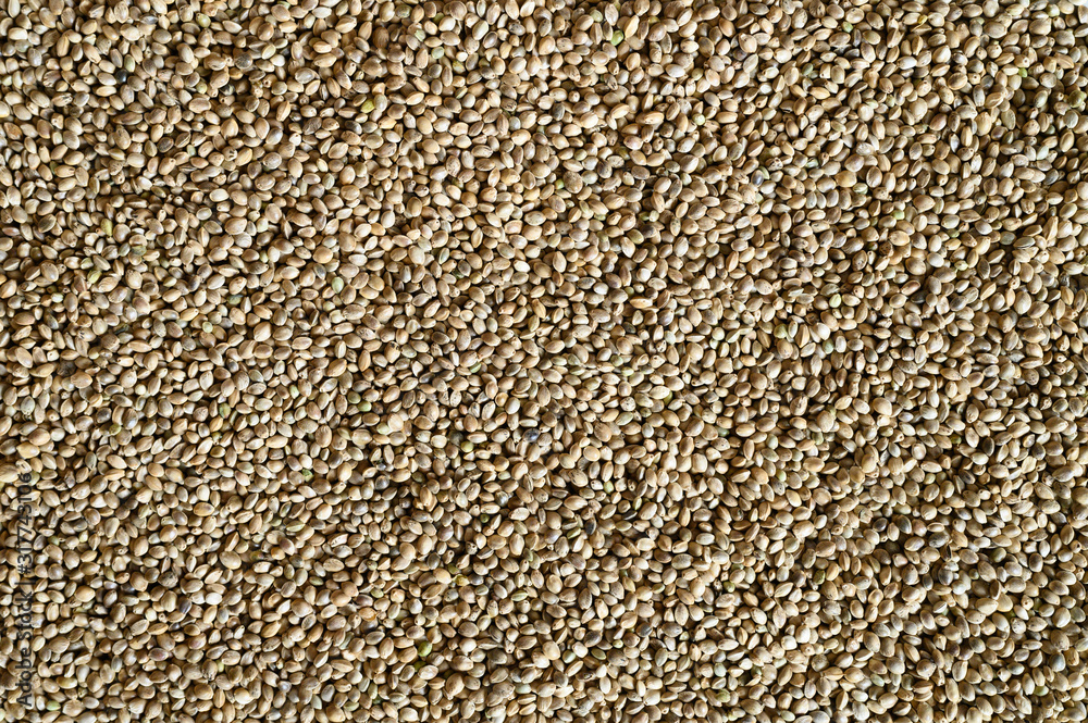 background of hemp seeds. space for text background of hemp seeds. space for text