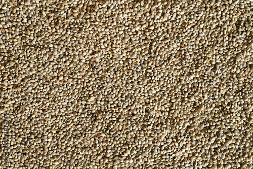 background of hemp seeds. space for text