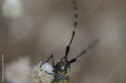 Agapanthia cynarae - Longhorn Beetle © Daniel Mortell