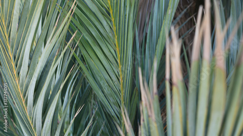 Palmeras en el desierto de Tabernas de la provincia de Almeria