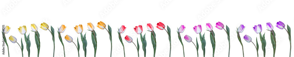 Floral flowers background banner panorama - Tulips in different bright colors isolated on white texture, with space for text