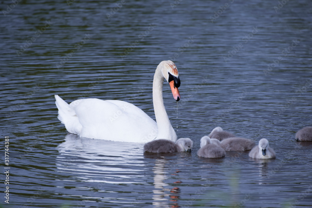 Fototapeta premium Swan and family