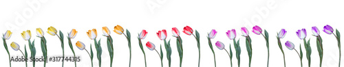 Fototapeta Naklejka Na Ścianę i Meble -  Floral flowers background banner panorama - Tulips in different bright colors isolated on white texture, with space for text