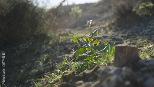 Pequeña planta autóctona en el desierto de Tabernas de la provincia de Almeria © David_Fsk