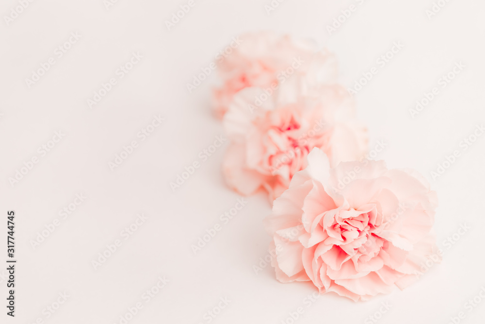 pink large peony, rose or cloves buds on a white background as a blank for advertising text