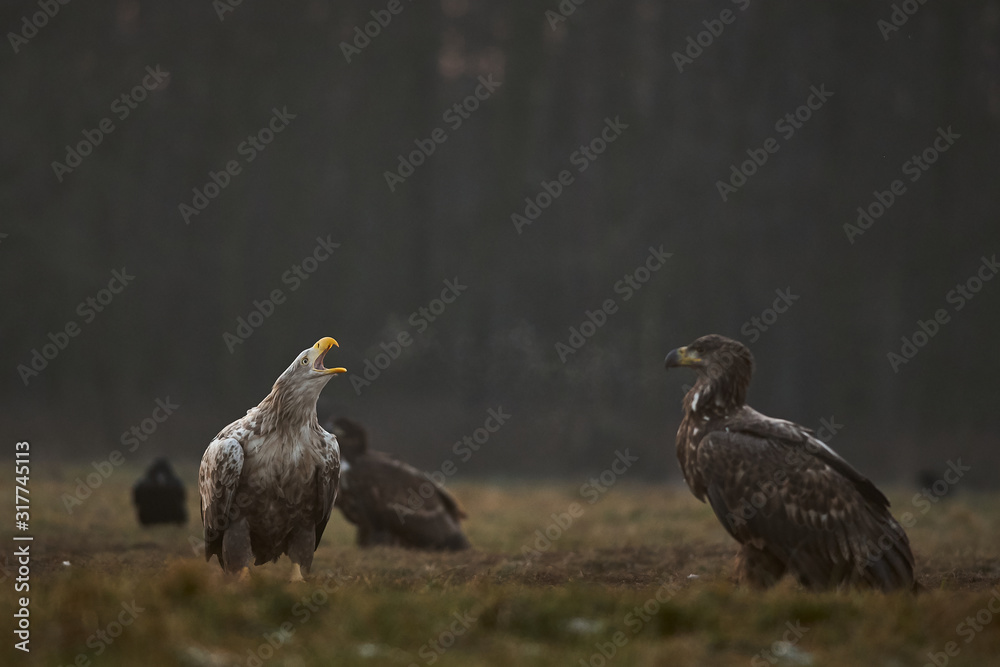  white-tailed eagle making a shout
