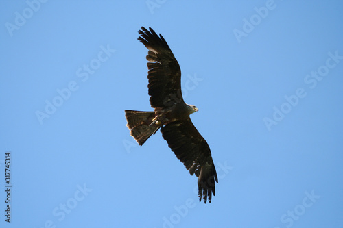 sea       eagle