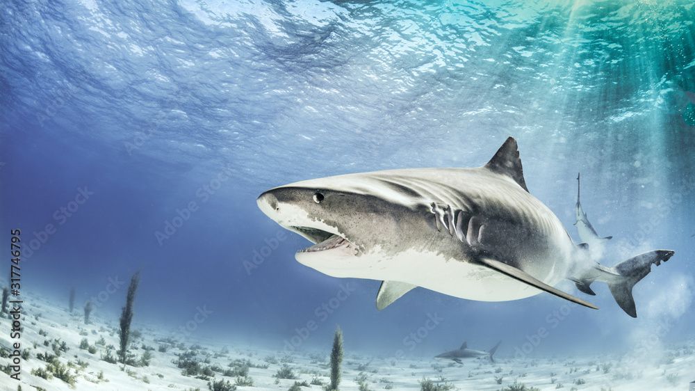 Fototapeta premium Tiger Shak in the Bahamas with sunlight in the back