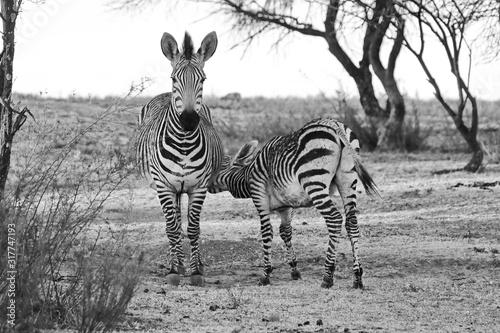 Zebra Baby trinkt bei Mutter 4636  photo