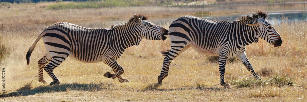 Zebra in Aktion 9548 pano Zebra in Aktion 9548 pano