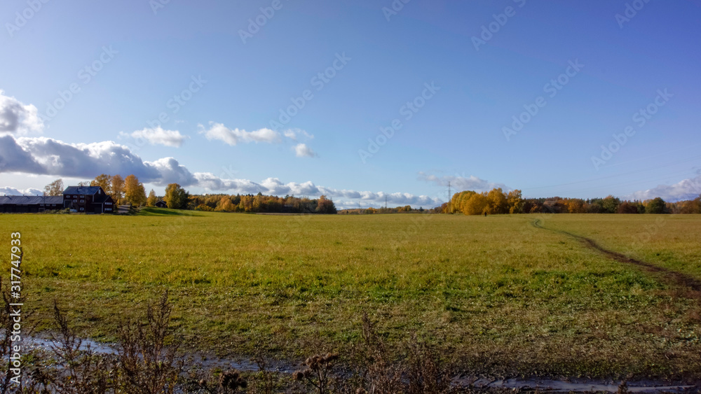 Fototapeta premium landscape with wheat field and blue sky