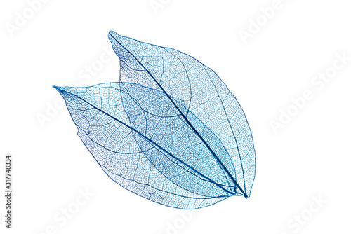 transparent leaf skeletons  on white background photo