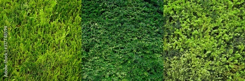 panoramic view of three types of Thuja hedges (cypress, juniper). Seamless Texture of green natural background. panorama Hedge of thuja trees. Thuja texture. Long Tree Hedge. Green Bush.