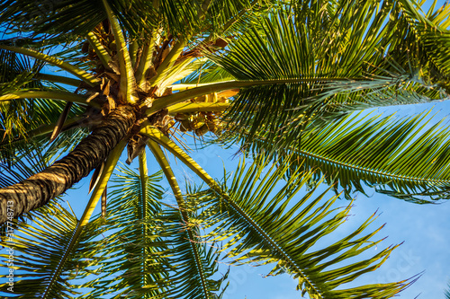 fresh coconut on the tree  coconut cluster on coconut tree and blue sky.