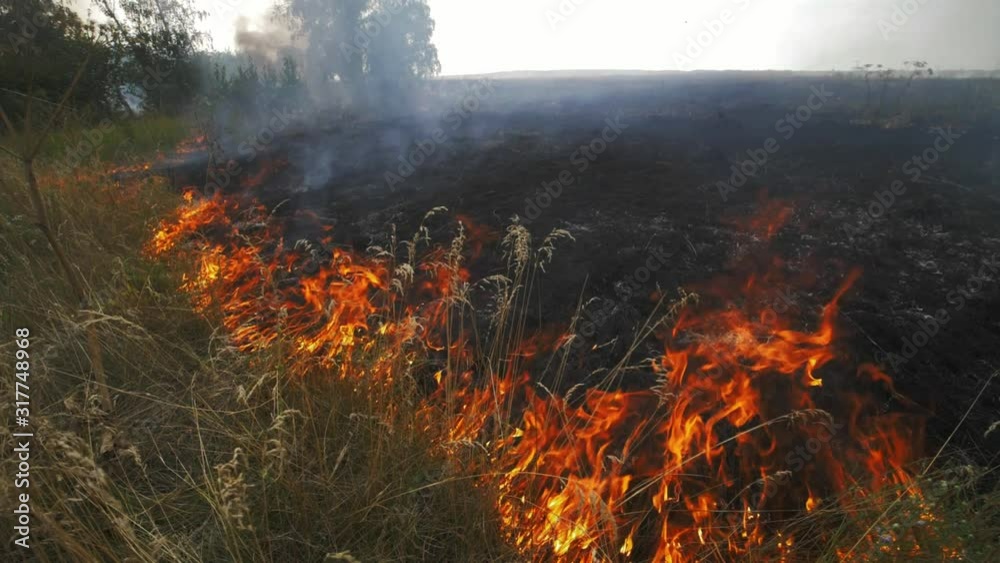 Close up view of wildfire, spreading flames of forest fire. Natural disaster, climate change, global worming. Fire, wildfire, burning grass field in the smoke and flames. Close up view of wildfire, spreading flames of forest fire. Natural disaster, climate change, global worming. Fire, wildfire, burning grass field in the smoke and flames.