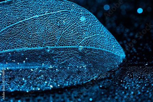 Transparent leaf skeleton and water droplets