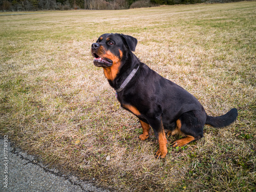 Rottweiler, sitzend