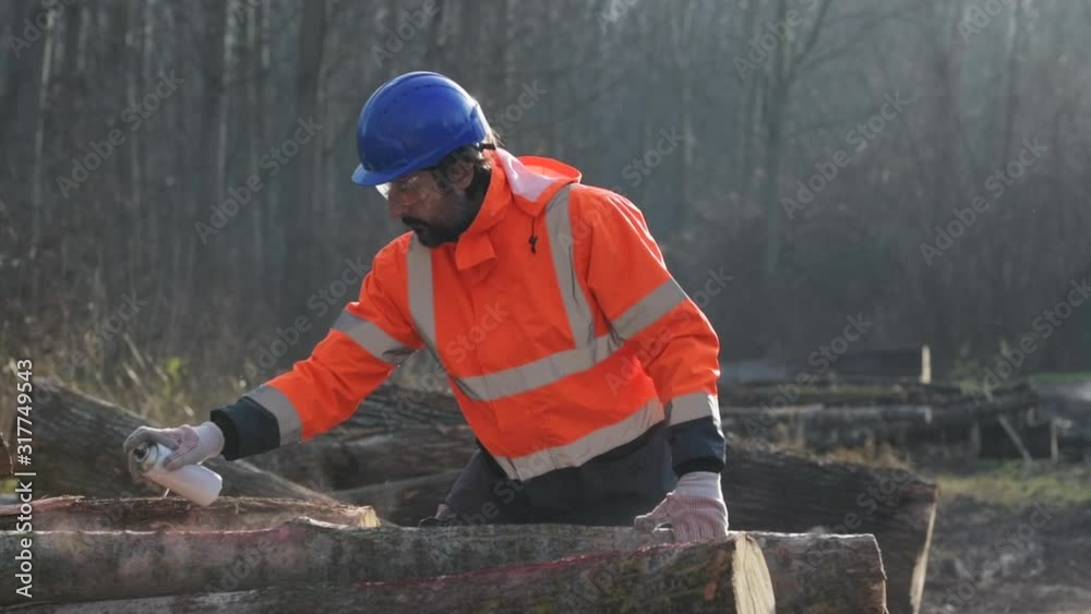 Forestry technician marking logs for firewood with red aerosol paint Forestry technician marking logs for firewood with red aerosol paint