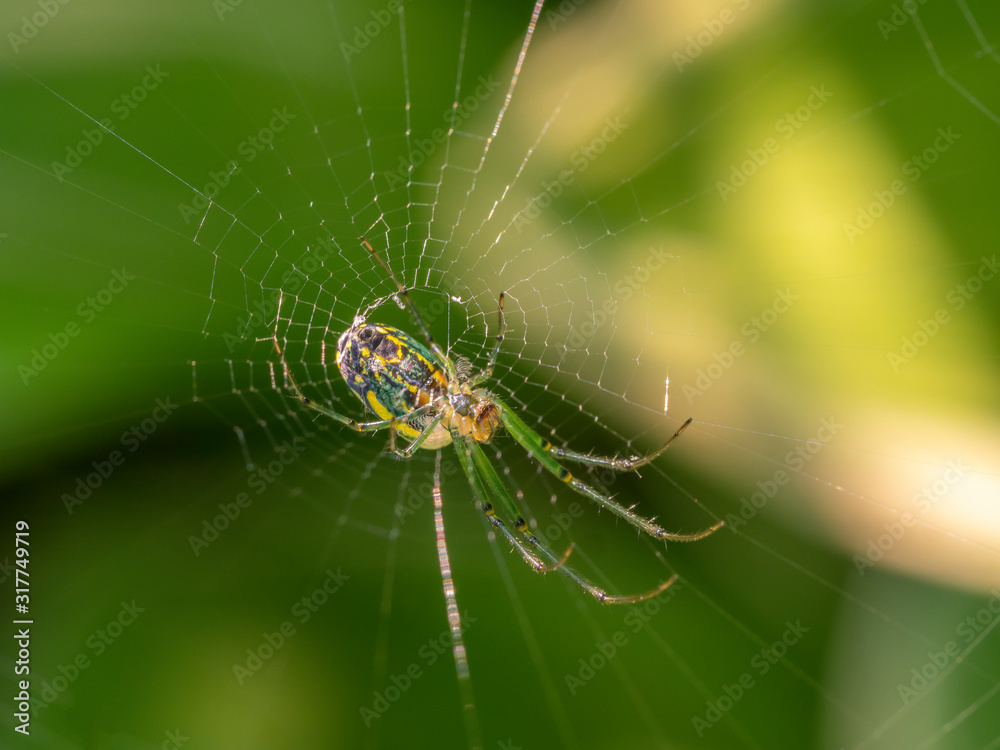 Leucauge argyrobapta, Mabel's orchard orb weaver Leucauge argyrobapta, Mabel's orchard orb weaver
